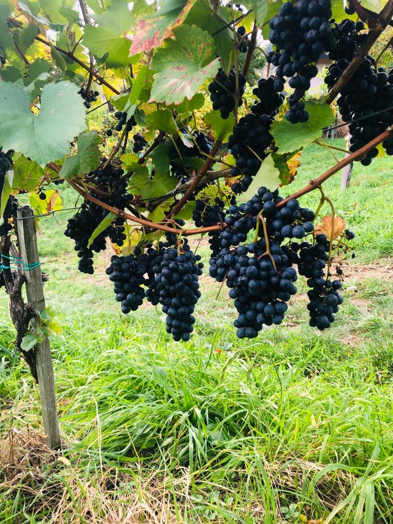 Das Weingut